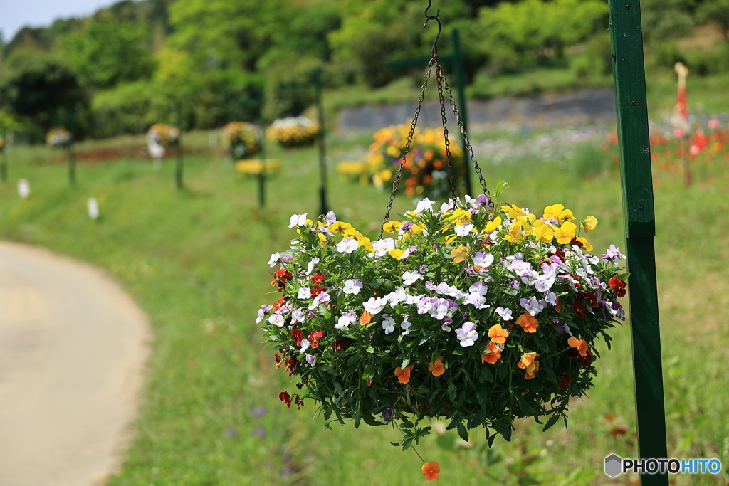 花かご