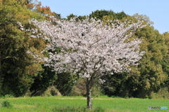 １本桜