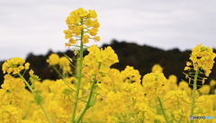 早咲きの菜の花