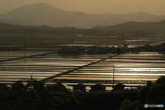 田んぼの夕景（2）