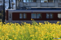 菜の花畑を走る