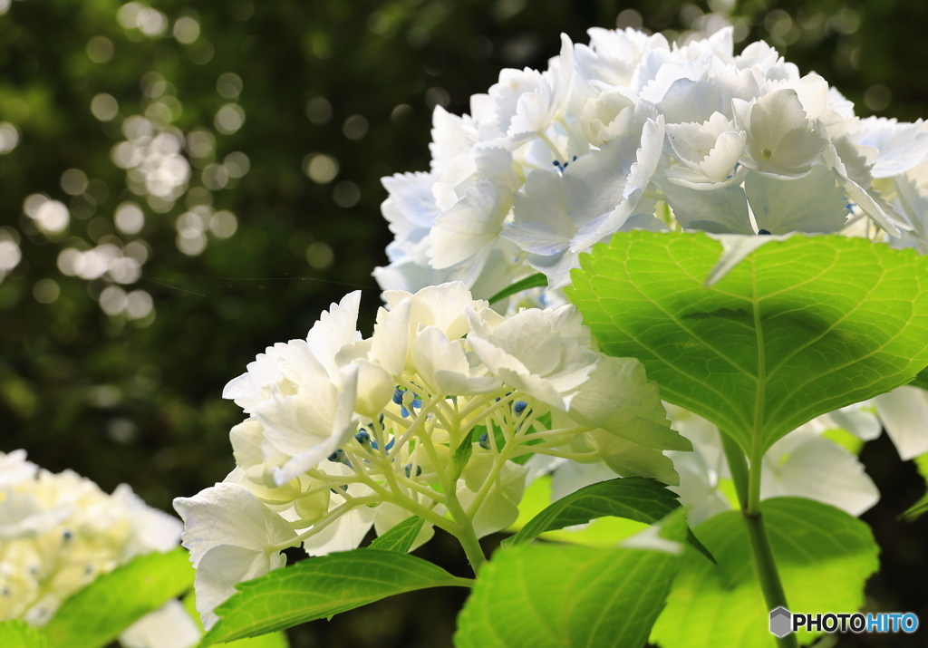 白い紫陽花‥寛容