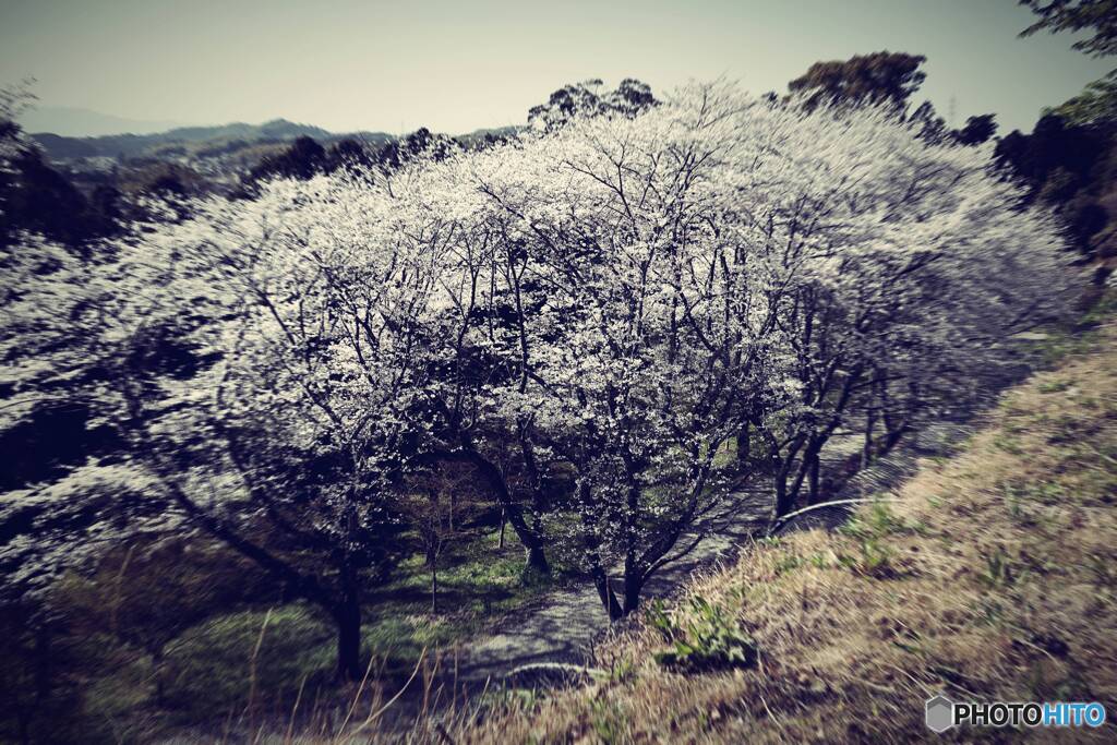 さくら原風景