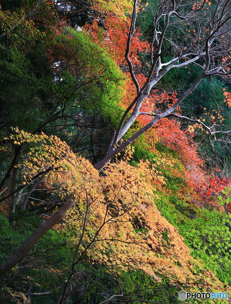 紅葉のカラグラ