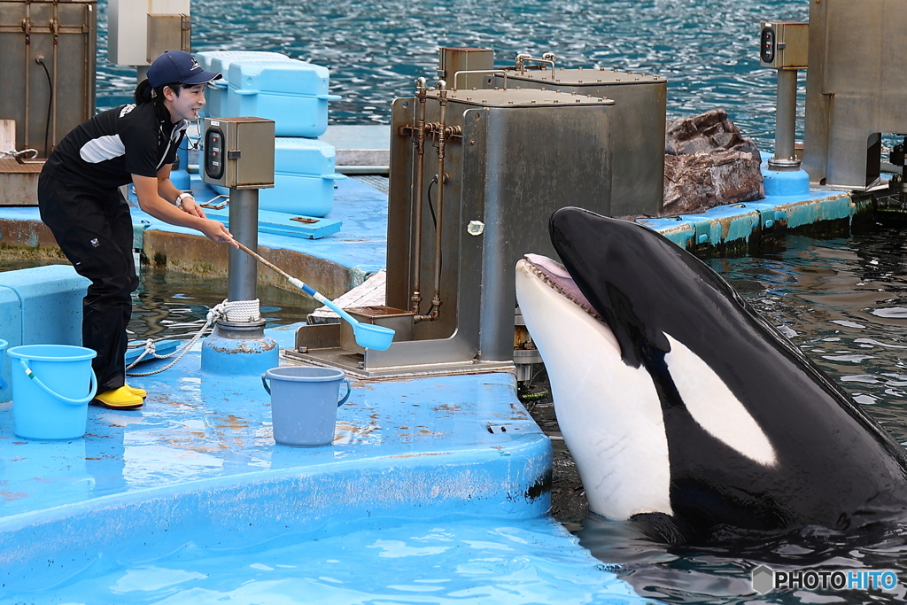 シャチトレーニング‥氷ペッ