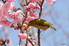 蜜に夢中