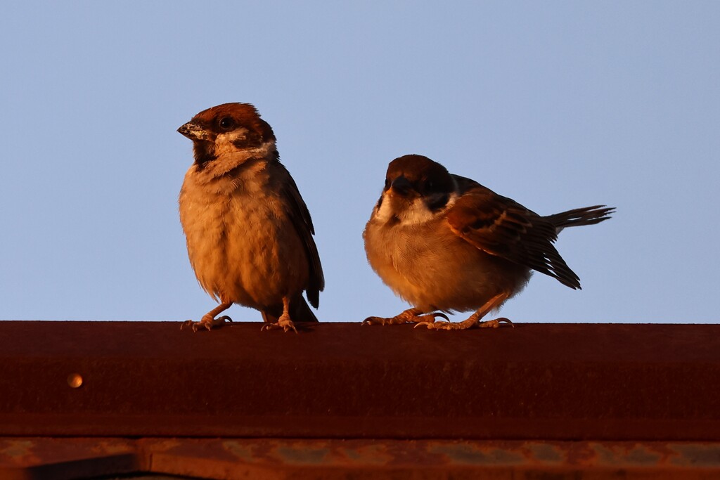 夕日の二羽