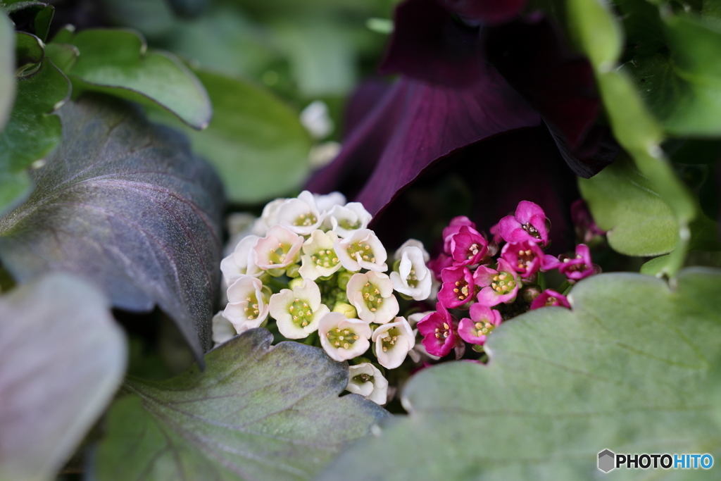 アリッサム　こびとの花