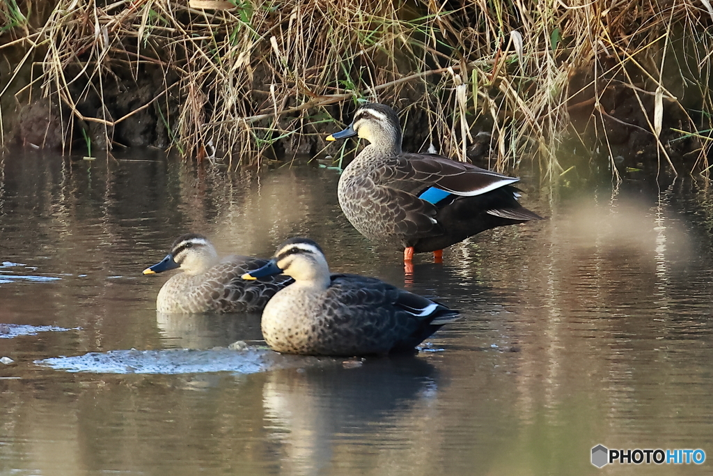 カモシスターズ