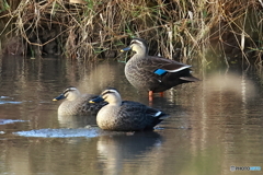 カモシスターズ