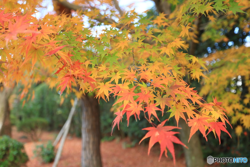 平等院の紅葉2