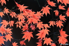 紅に映える