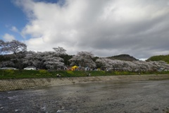 川沿いの桜並木