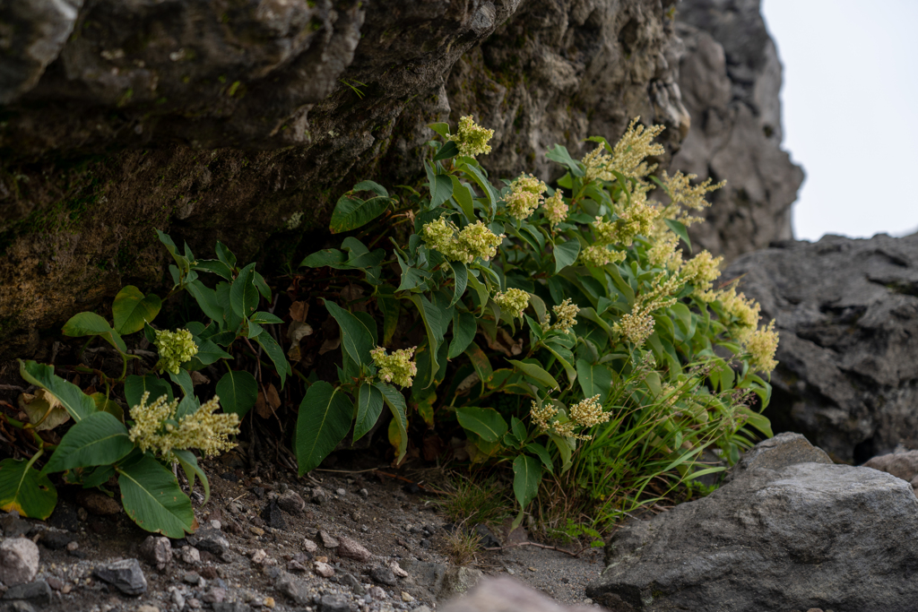 標高1700Mに咲く美しい花