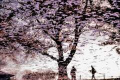 桜の木の下で一年ぶりの再会