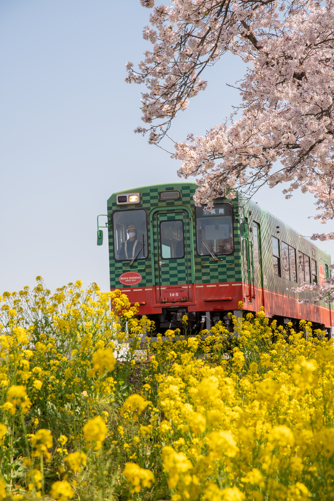 春色に包まれた列車