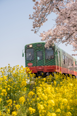 春色に包まれた列車