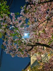 夜桜