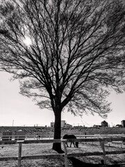 週末の公園でのんびり馬と木陰