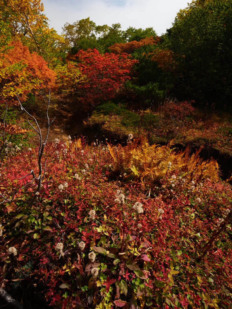 乗鞍 紅葉のはじまり