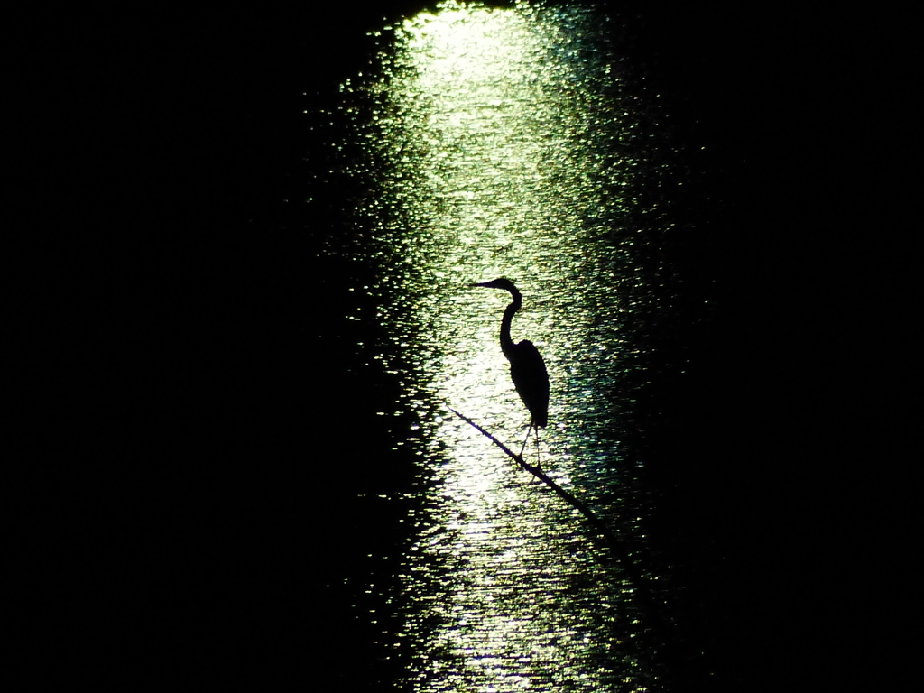 夜照