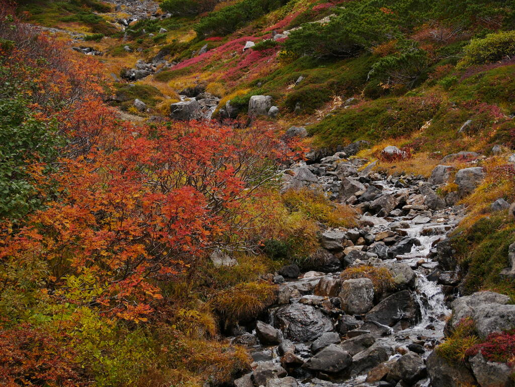 紅葉の沢