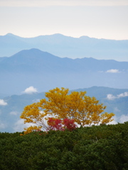 黄葉する木