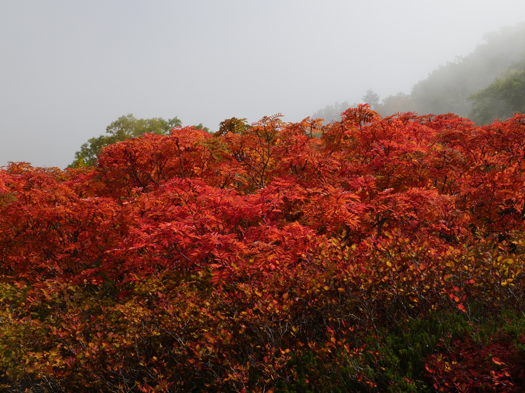 ナナカマド紅葉