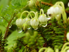 位ヶ原の雨上がり