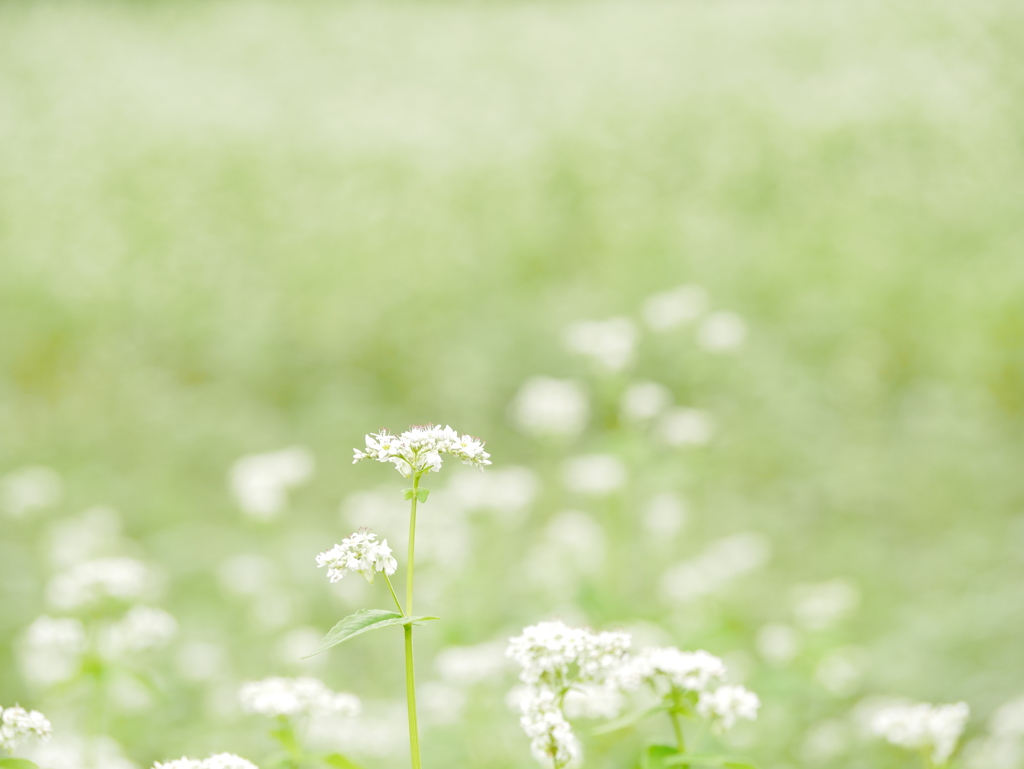 夏の蕎麦