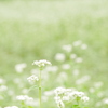 夏の蕎麦