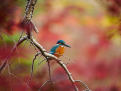 紅葉パステル