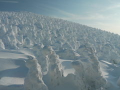 蔵王の樹氷