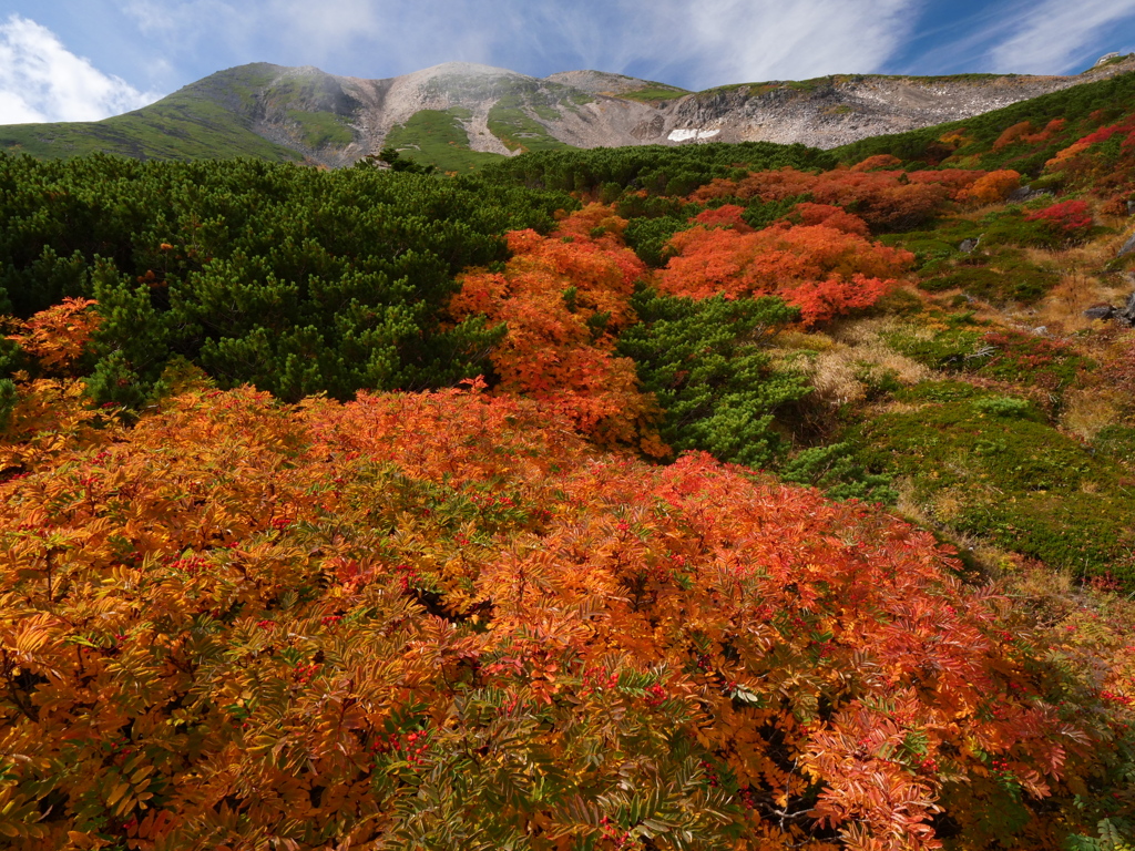 乗鞍紅葉