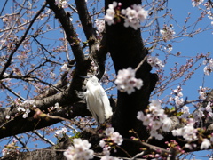 桜の木の上で