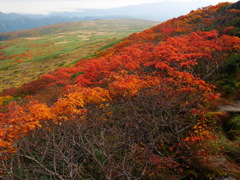 紅葉盛期