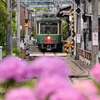６月の江ノ電