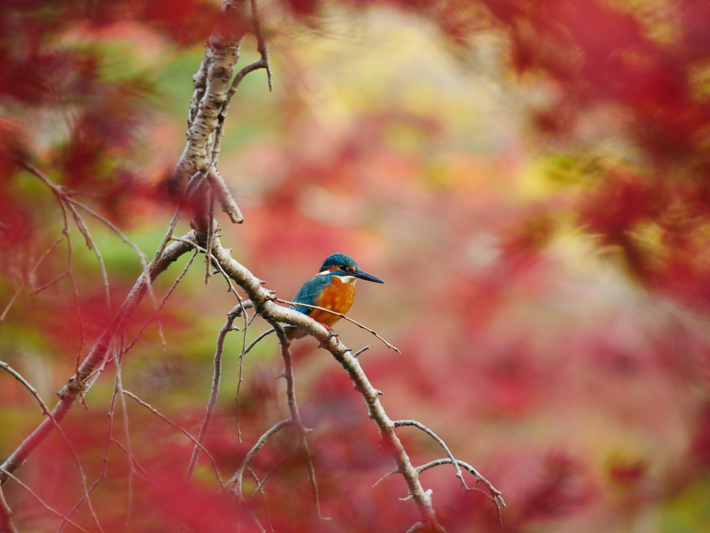 紅葉の窓