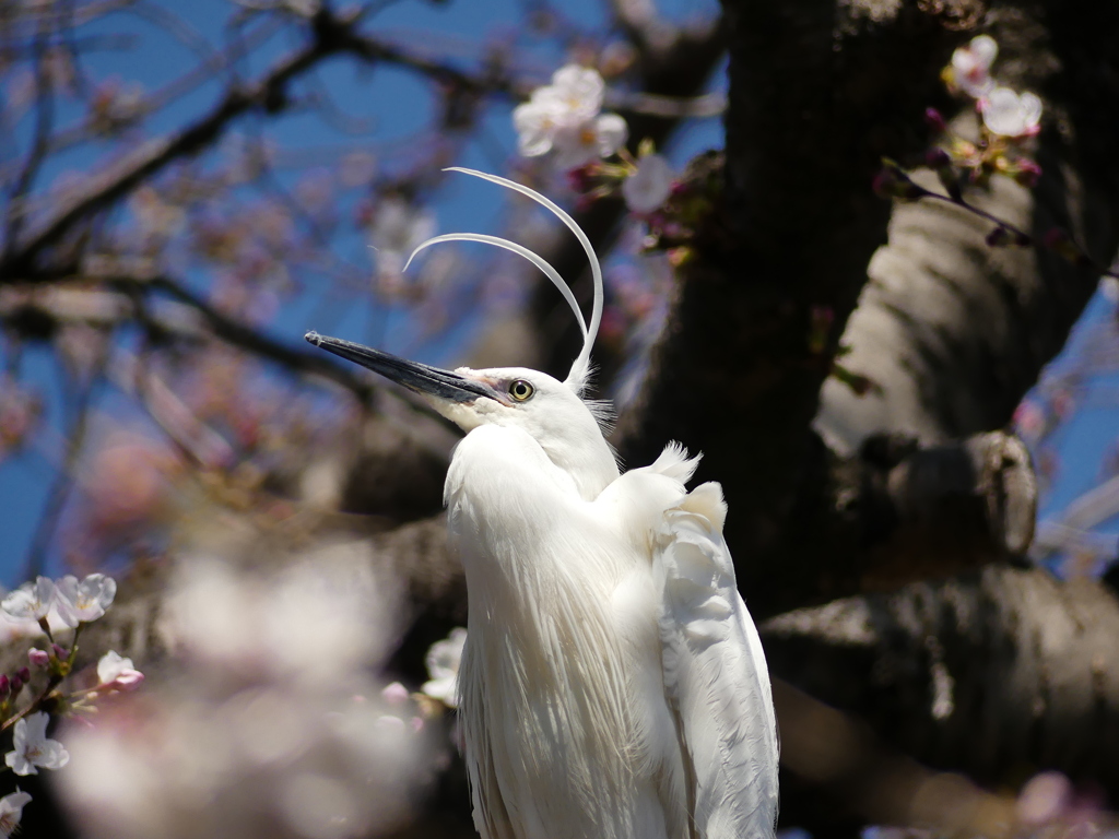 桜王