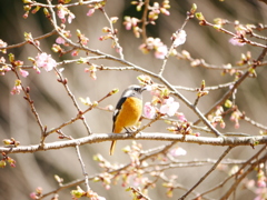 河津桜と尉鶲