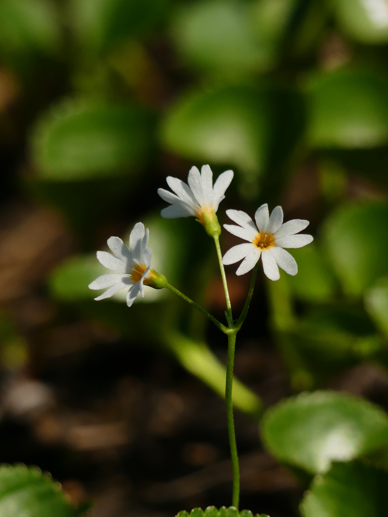 夏山一番桜