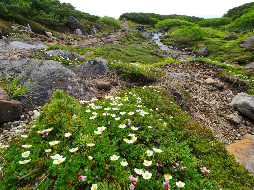 花咲く山みち