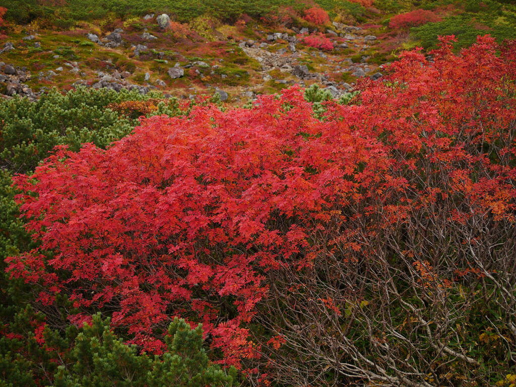 真紅の秋