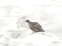 雪渓の雷鳥