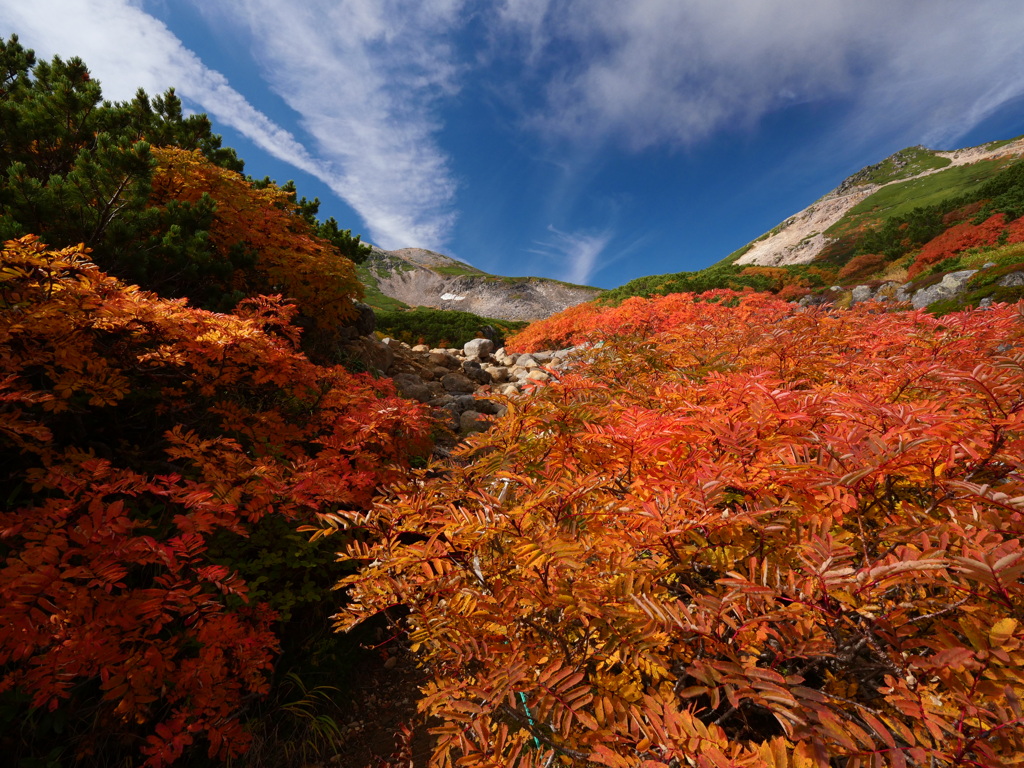 ナナカマド紅葉の道
