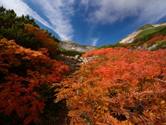 ナナカマド紅葉の道