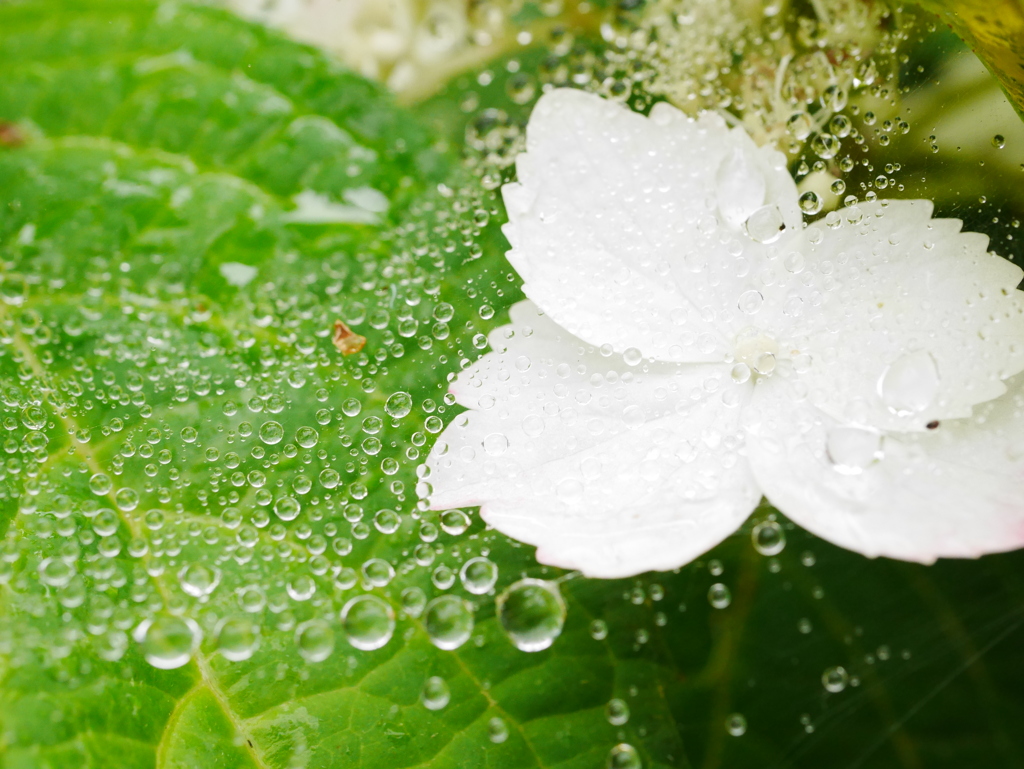 雨網