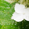 雨網