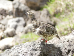 乗鞍岳の雷鳥