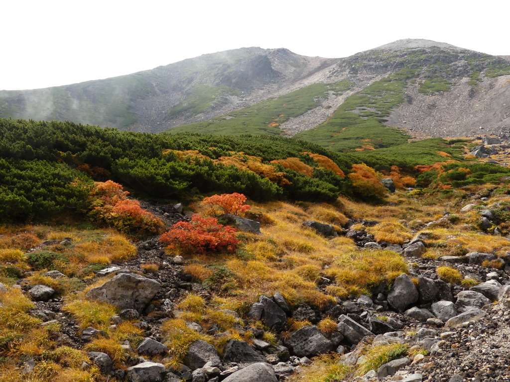 黄金色の草紅葉